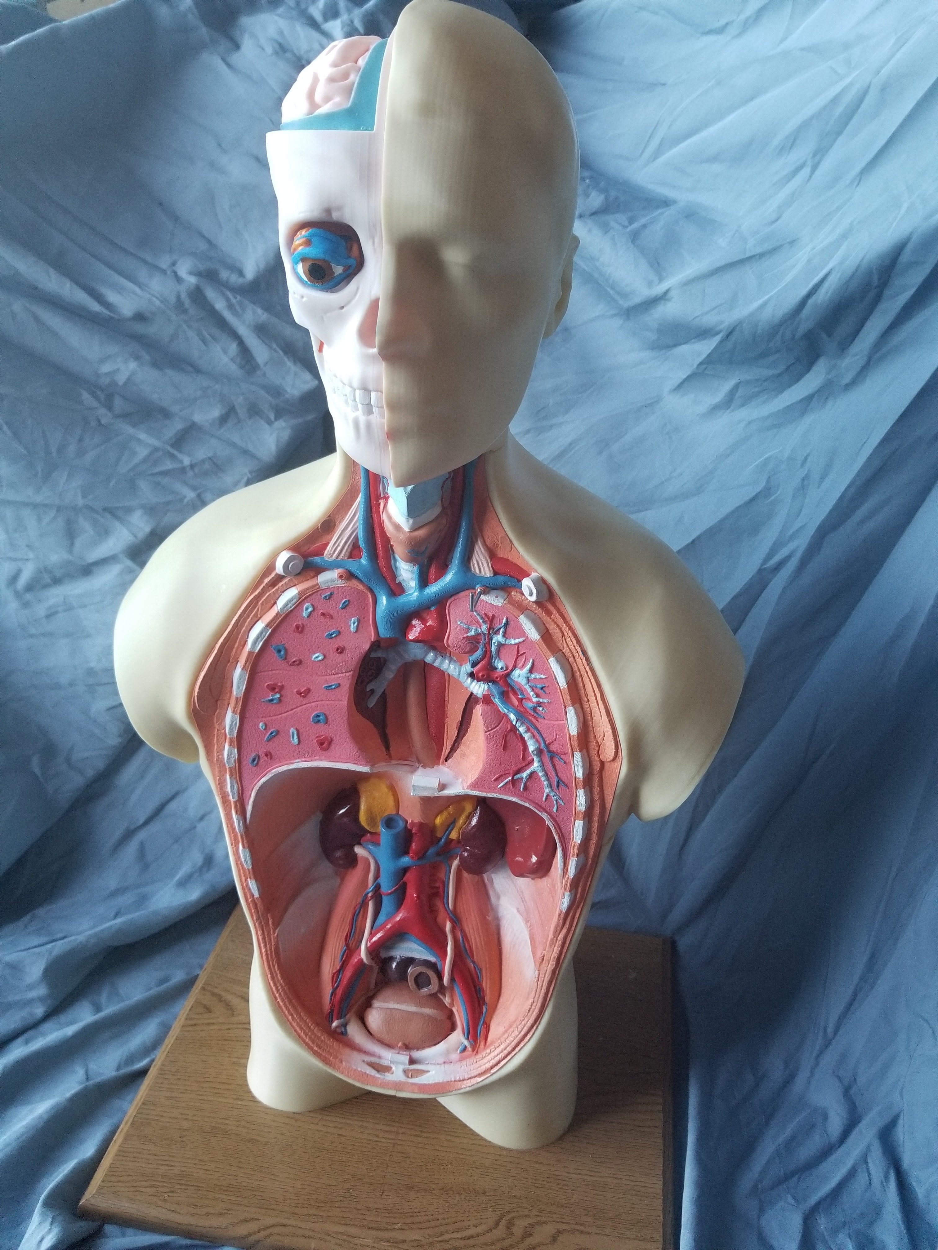 3d human anatomy free apk