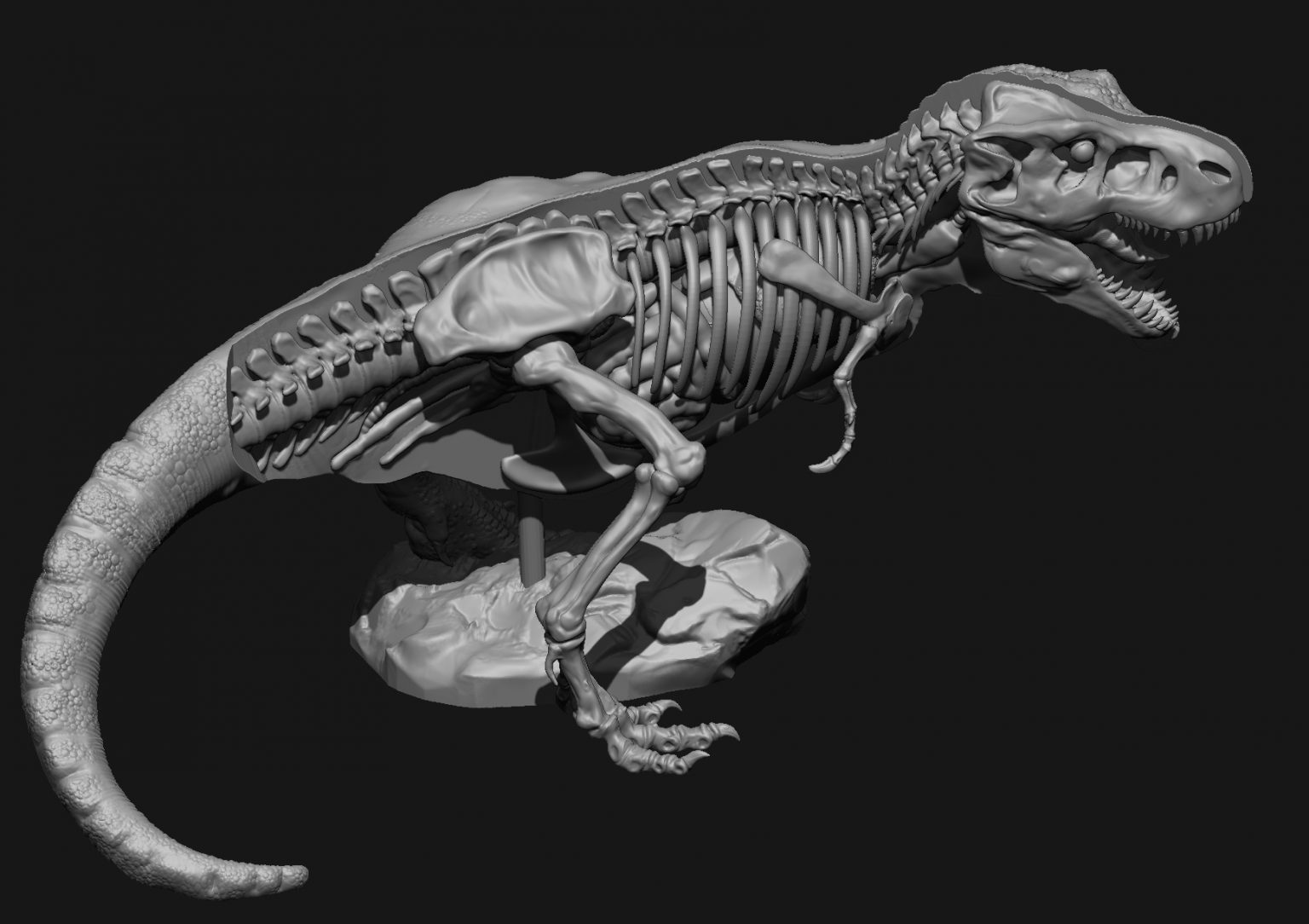 t rex anatomy